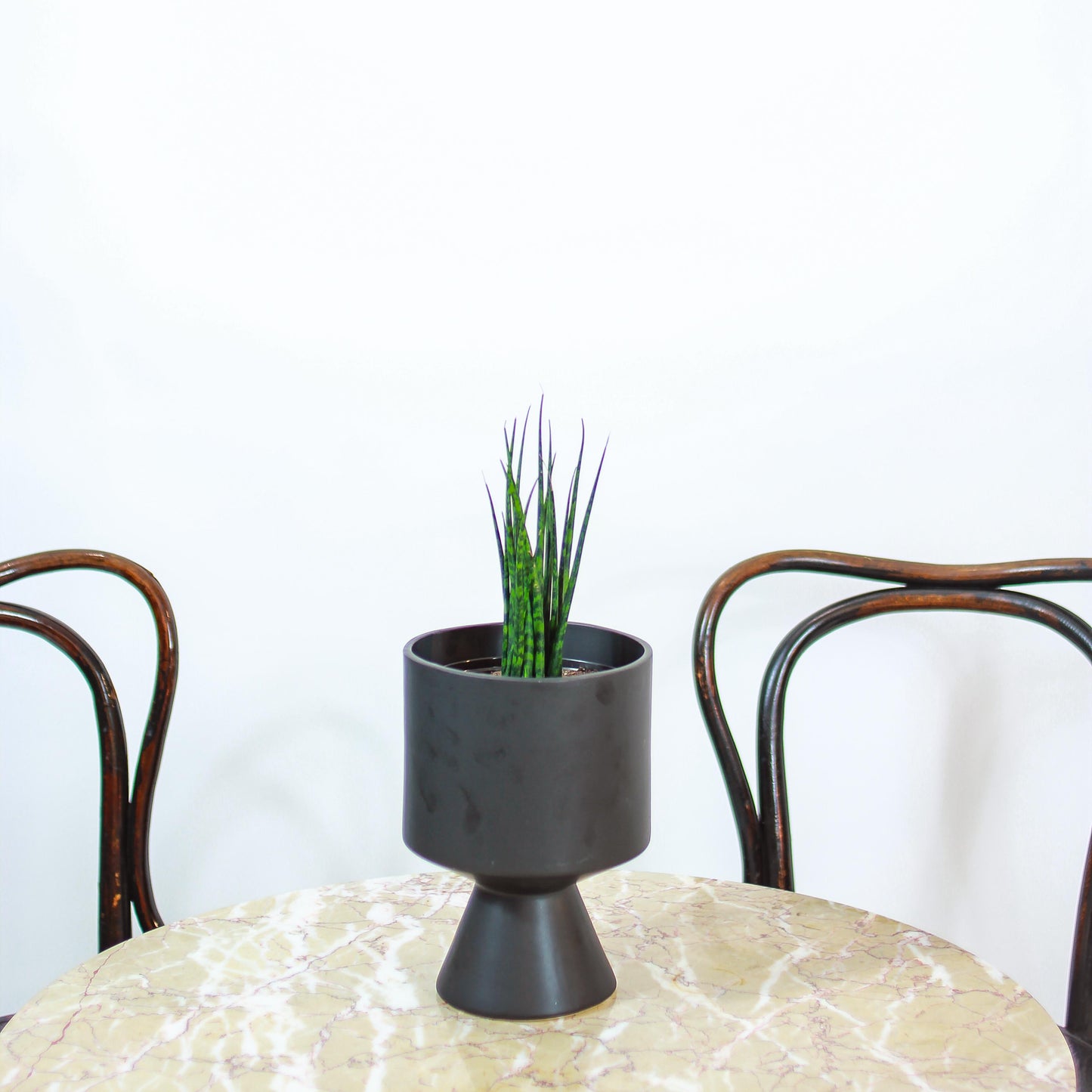Fernwood Snake Plant (Sansevieria bacularis) in a 6 inch pot. Indoor plant for sale by Promise Supply for delivery and pickup in Toronto