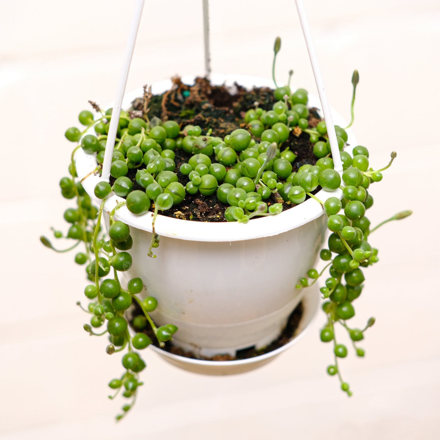 String of Pearls: Curio rowleyanus - 5 inch hanging basket — detailed view of leaves — indoor plant for sale by Promise Supply for delivery and pickup in Toronto.
