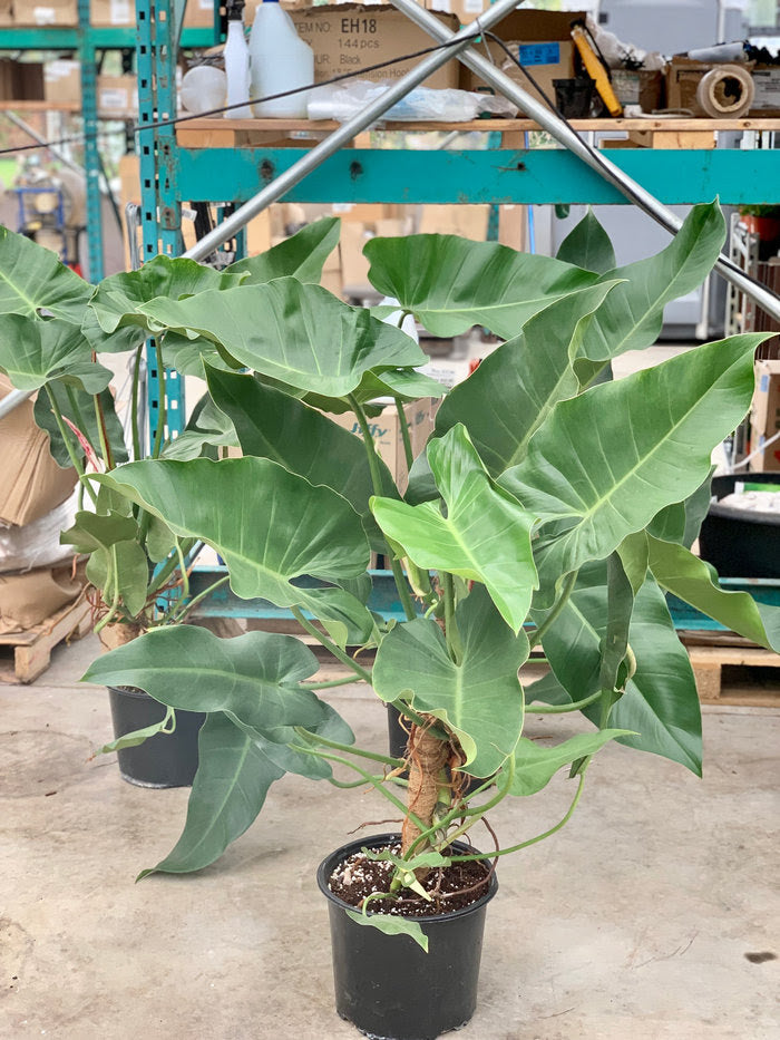 philodendron amazonica Tuxtla Philodendron On Moss Totem - 10" Pot