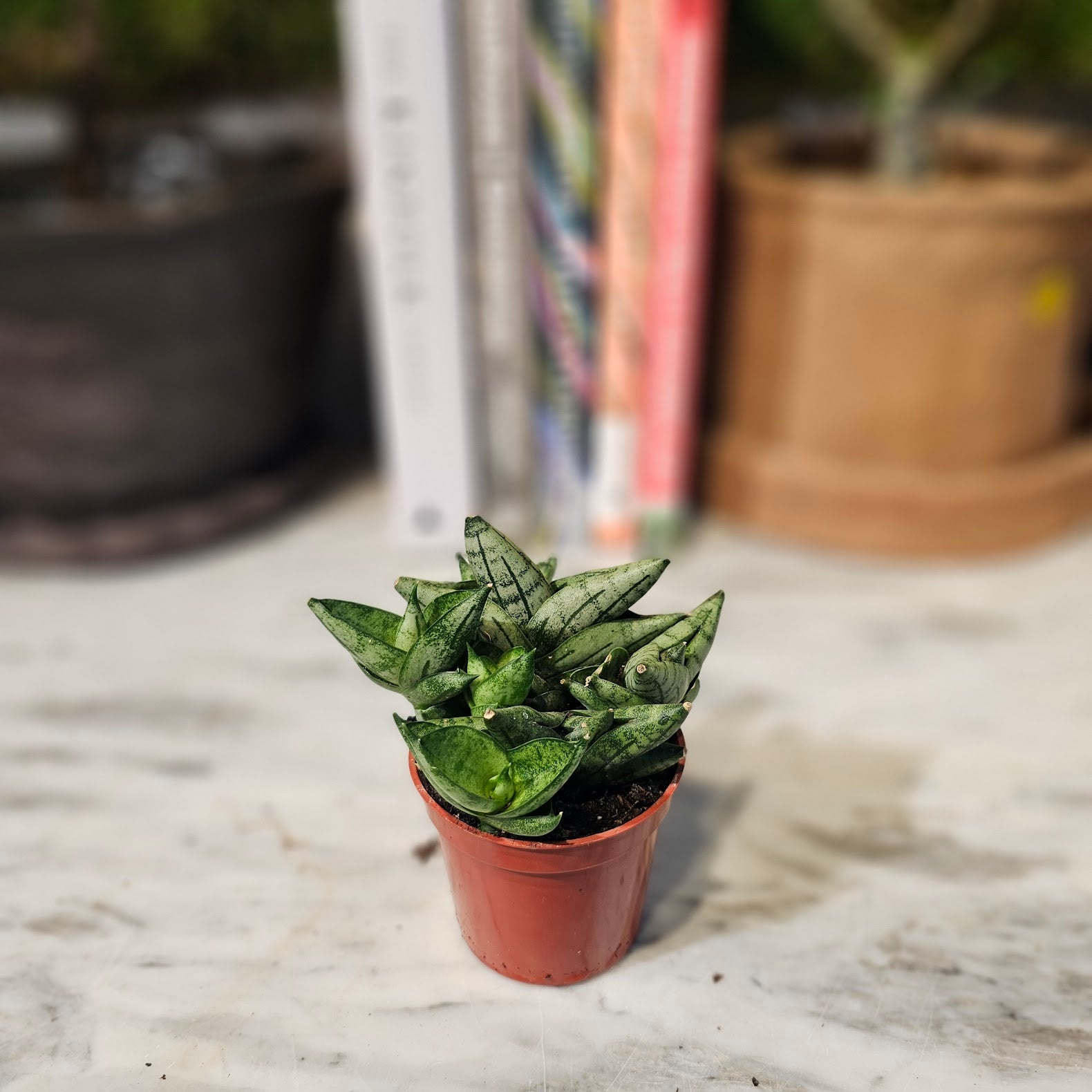 Boncel Snake Plant: Sansevieria cylindrica - 2.5 inch pot — indoor plant — indoor plant for sale by Promise Supply for delivery and pickup in Toronto.