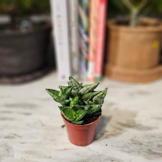 Boncel Snake Plant: Sansevieria cylindrica - 2.5 inch pot — indoor plant — indoor plant for sale by Promise Supply for delivery and pickup in Toronto.