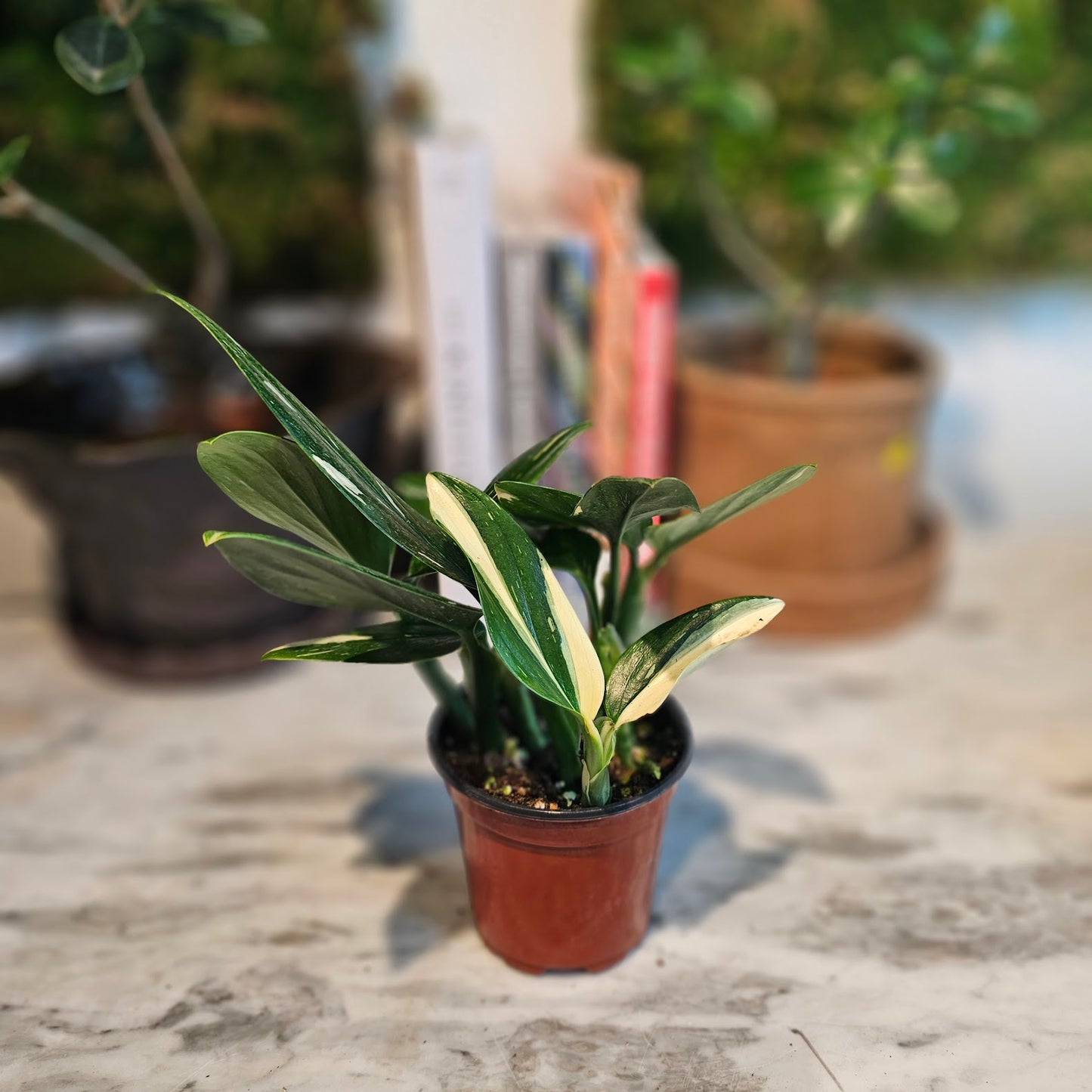 Philodendron Cobra: Monstera standleyana - 4 inch pot — indoor plant — indoor plant for sale by Promise Supply for delivery and pickup in Toronto.