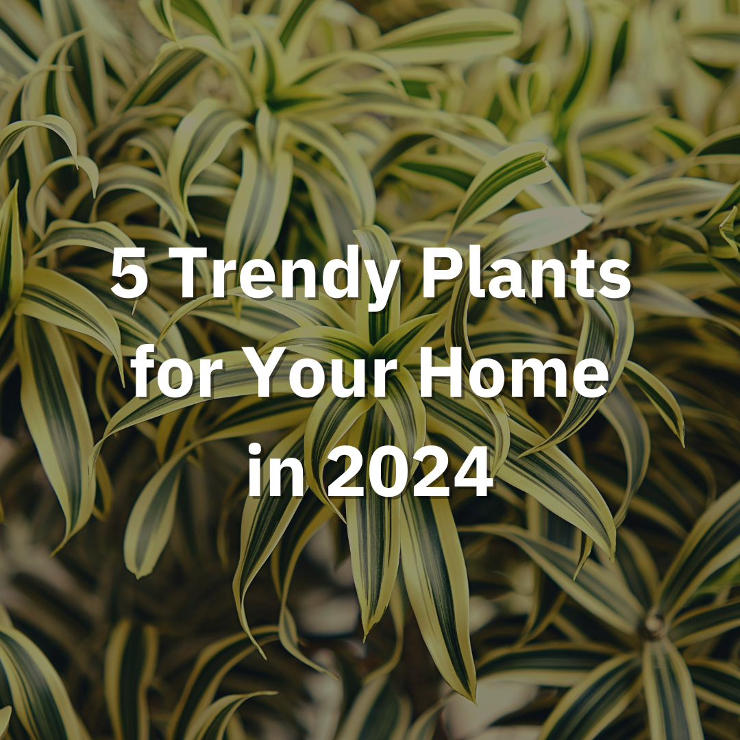 5 Trendy Plants for Your Home in 2024