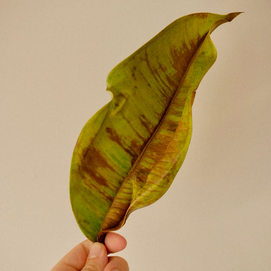 Why Your Plants Are Shedding Leaves (And Why You Shouldn't Always Worry)