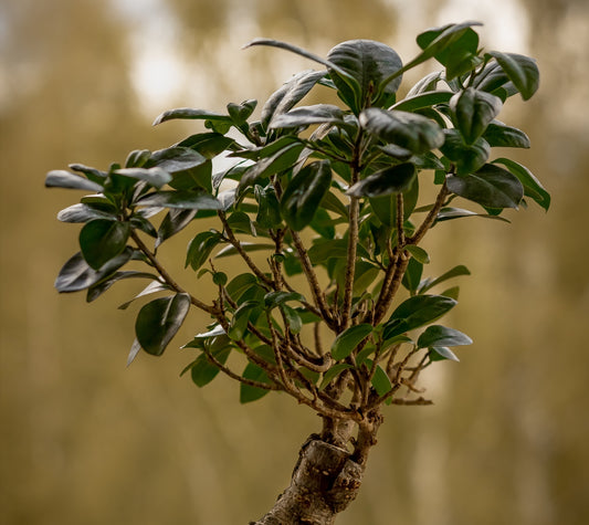 Small Ficus Retusa Ginseng Bonsai