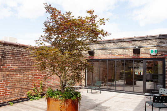 Office Installation: Eastroom Claremont Patioscaping and Indoor Plants