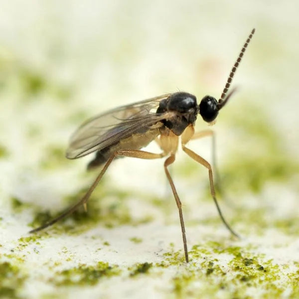 Fungus gnat landing