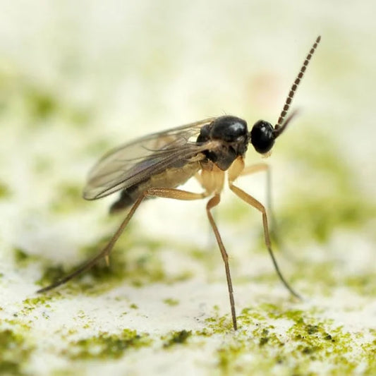 Fungus gnat landing