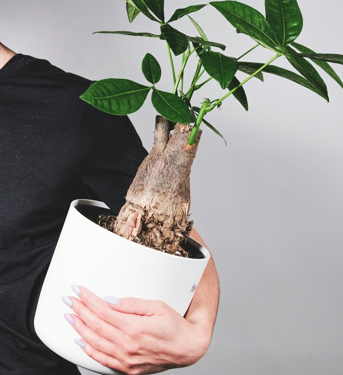 How to Buy a Money Tree – Promise Supply