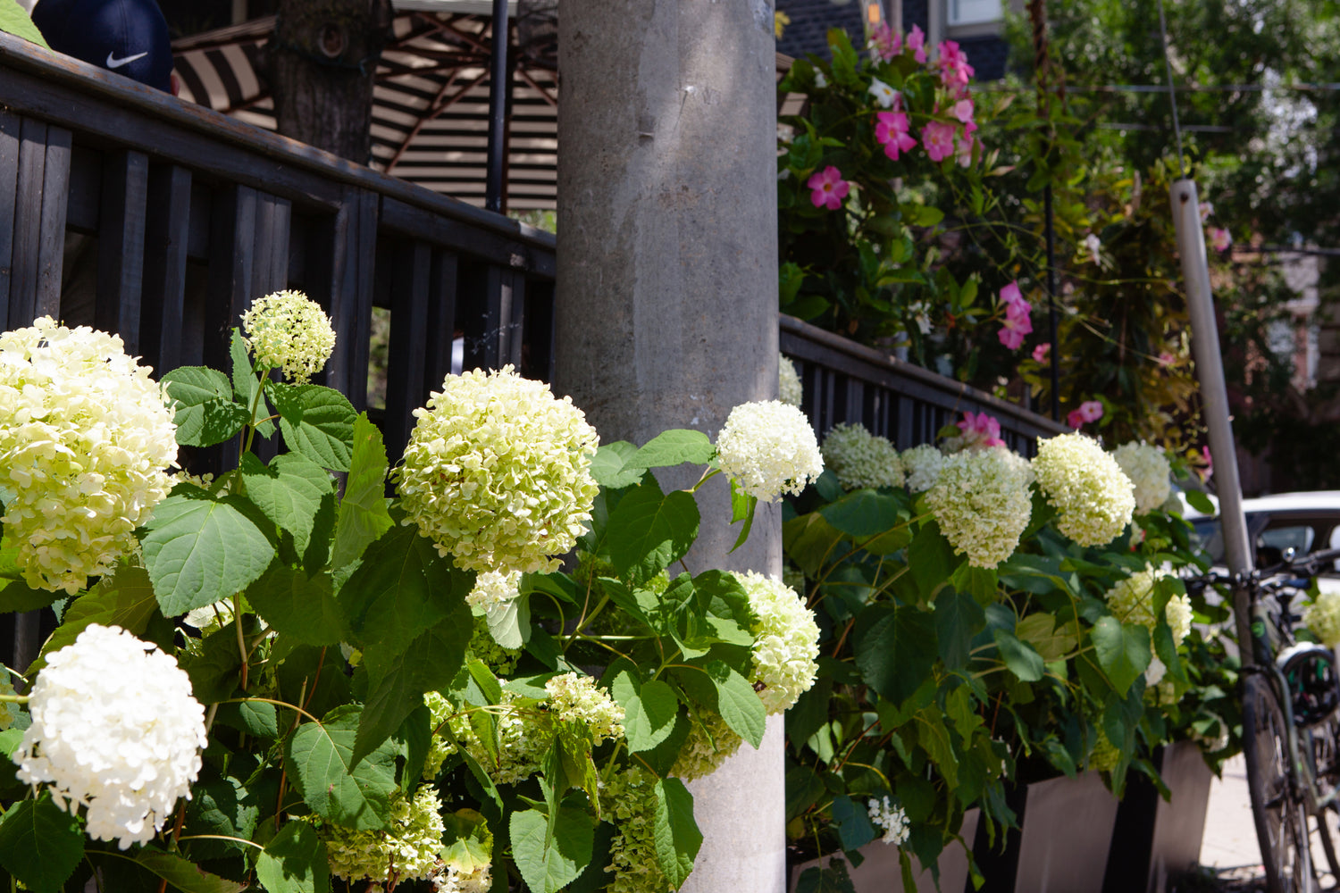 Patio Installation: I DEAL Coffee Ossington Perennial Planters and Tropical Flowers