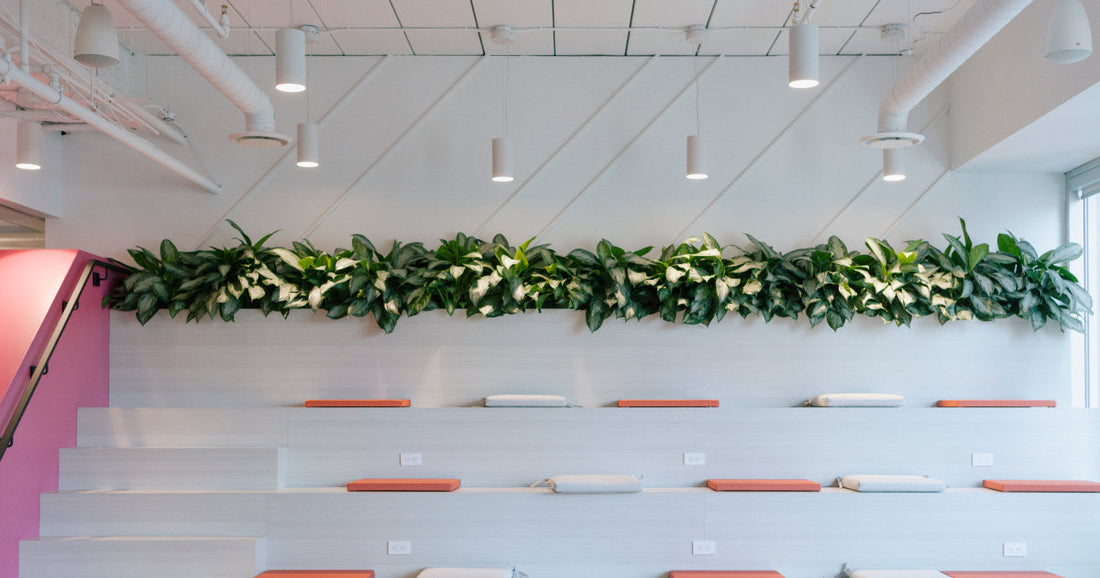 Science Says: Office Plants Make Workspaces Calmer, Quieter, and More Comfortable