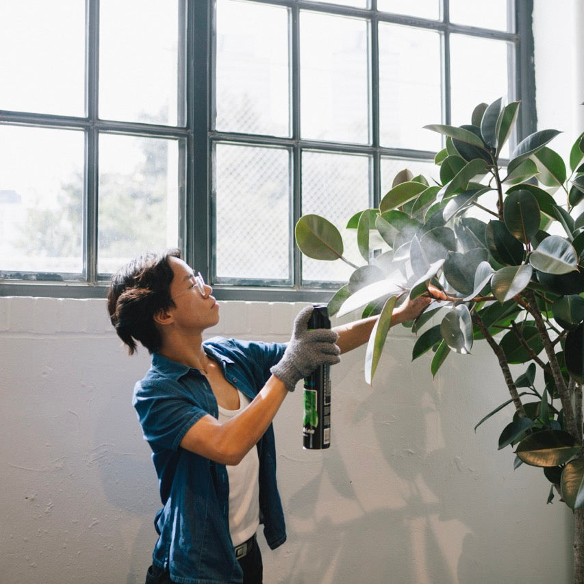 Science Says: Office Plants Make More People Come Into the Office