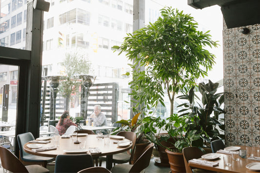 Restaurant Installation: Edna Vita Indoor Plants, and Specimen Olive Tree