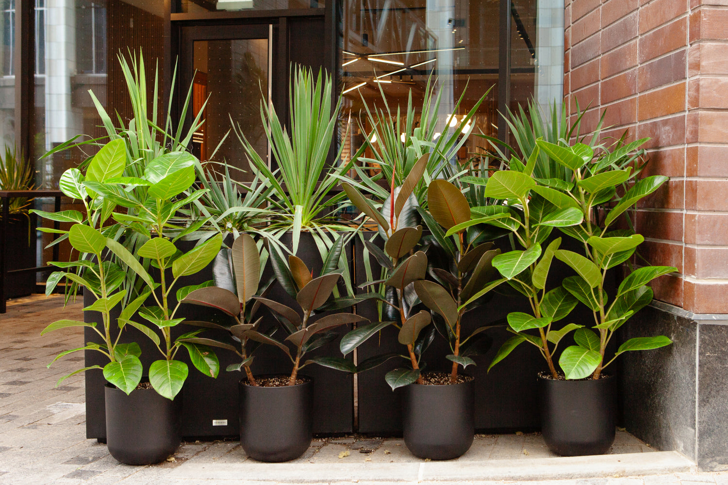 Cafe Installaton: Quantum Coffee Indoor Plants, Plant Wall Patio