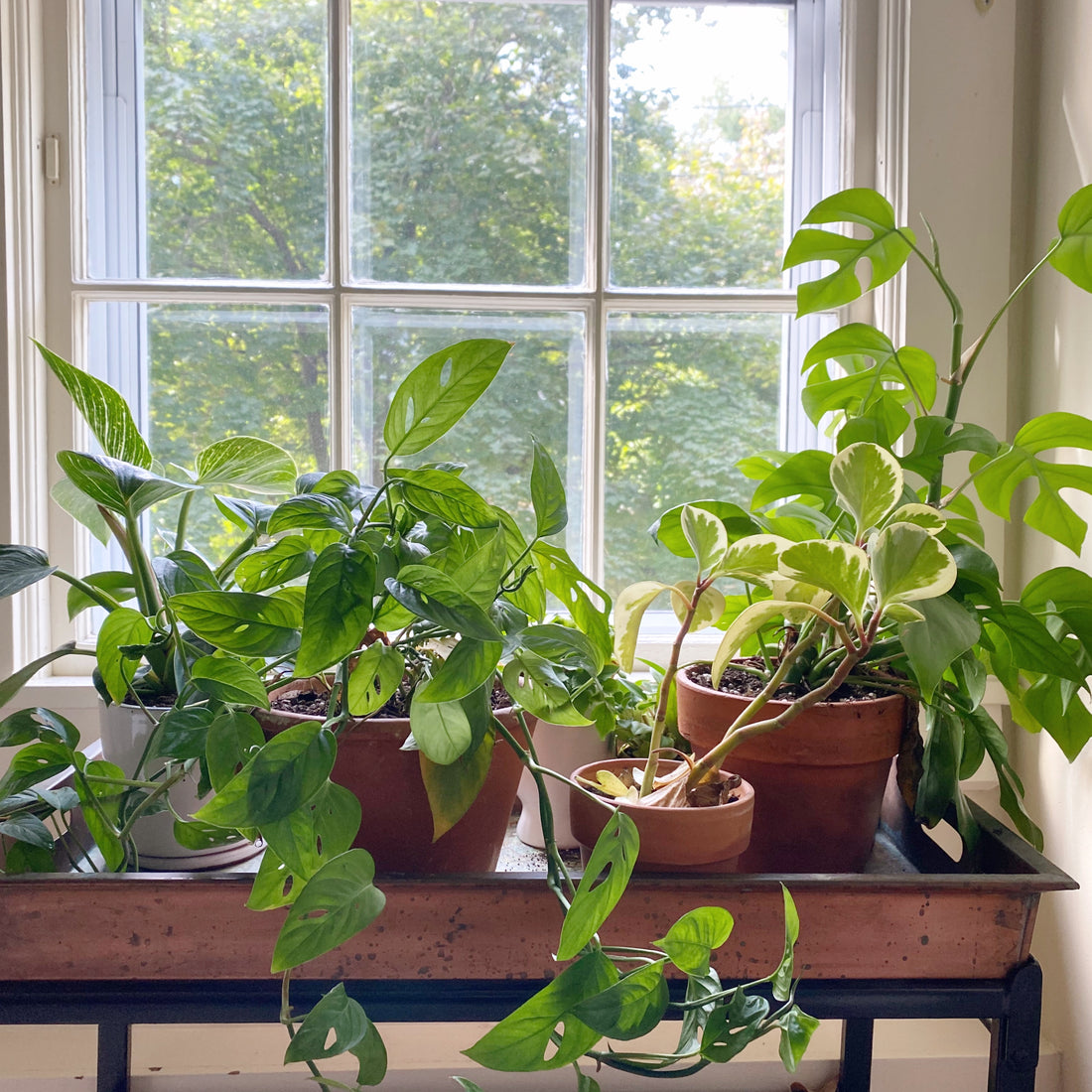 Why Window Direction Matters When Buying Plants In Toronto