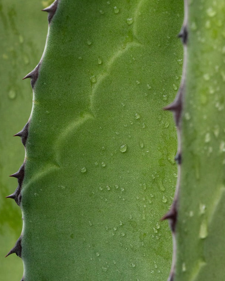 Cactus closeup with water