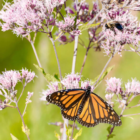 Toronto's Blooming Ecosystem: The Vital Role of Pollinator Plants