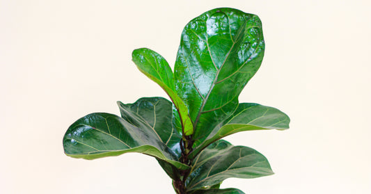 How to Take Care of The Fiddle Leaf Fig, Ficus Lyrata, in Canada