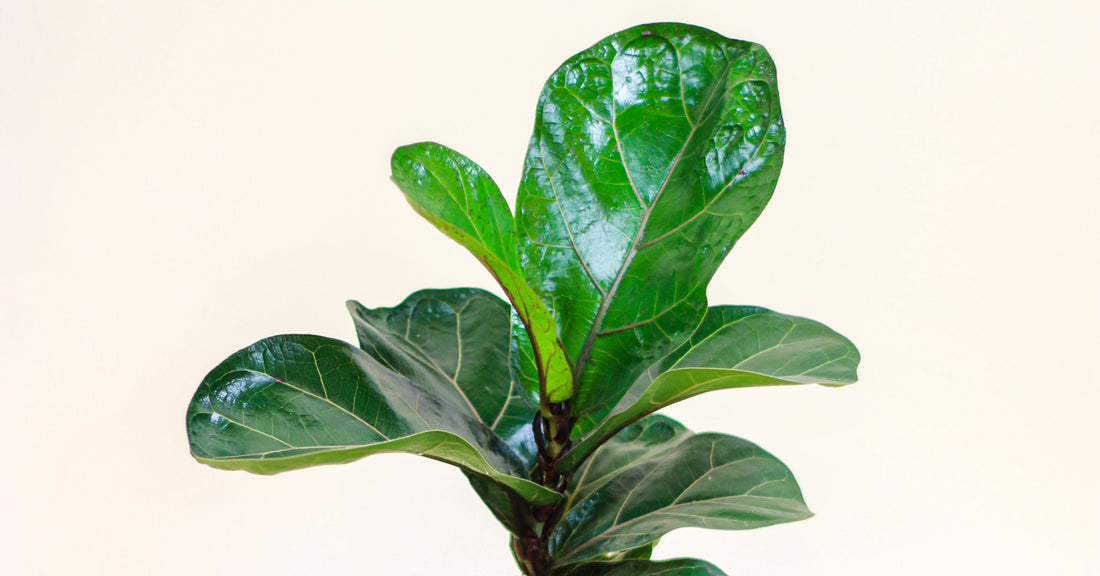 How to Take Care of The Fiddle Leaf Fig in Canada