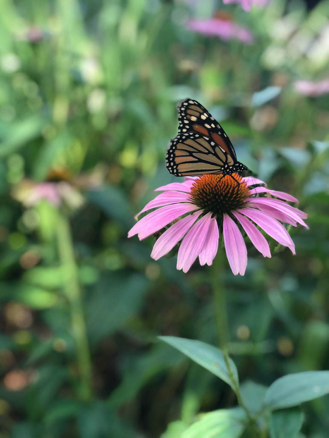 5 Native Plants from Ontario You Should Add to Your Garden This Spring