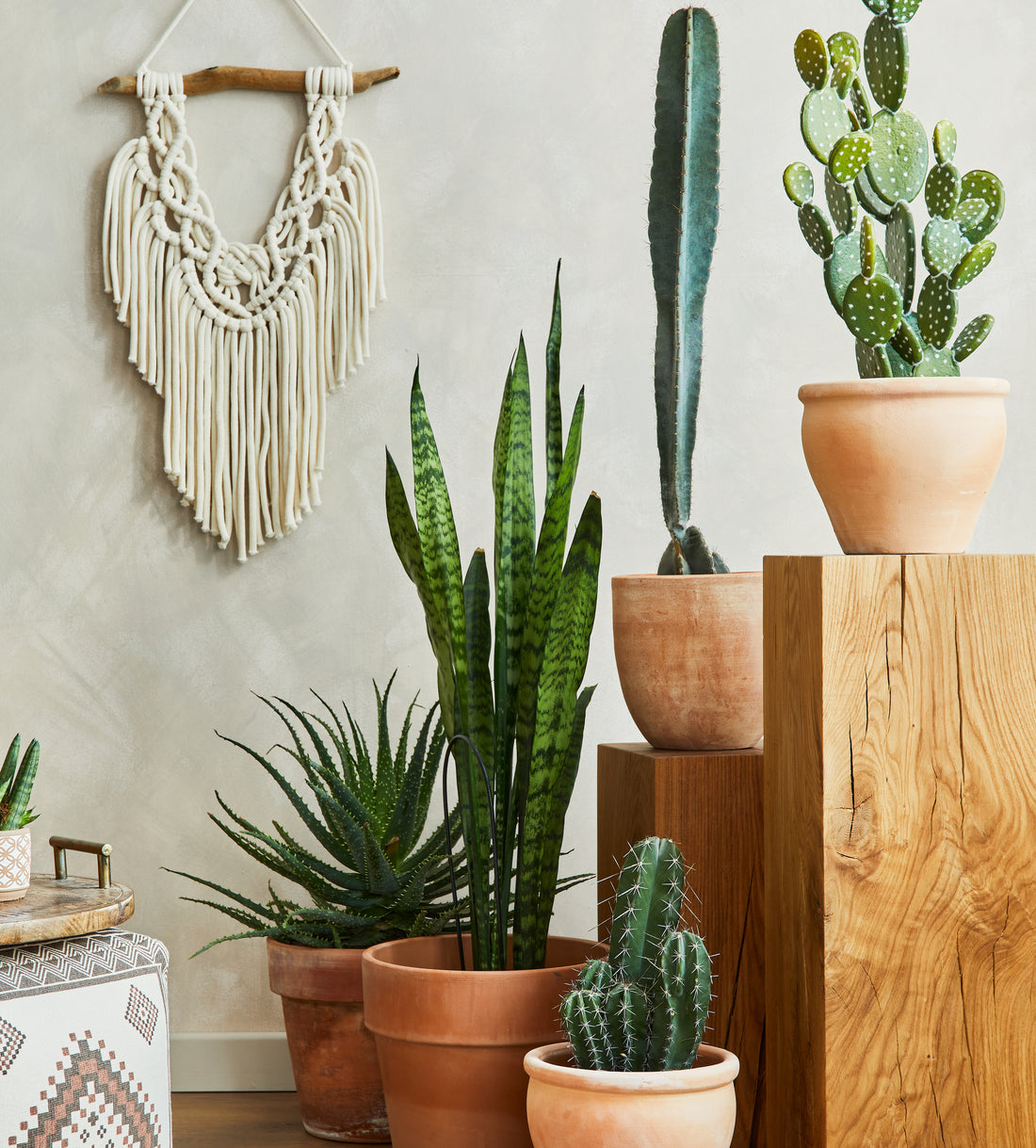 A Guide to Caring for Cacti and Succulents in Toronto Condos
