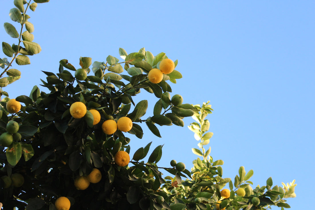 How to Grow Citrus Trees like Lemons, Limes and Oranges Indoors in Cold Climates Like Canada