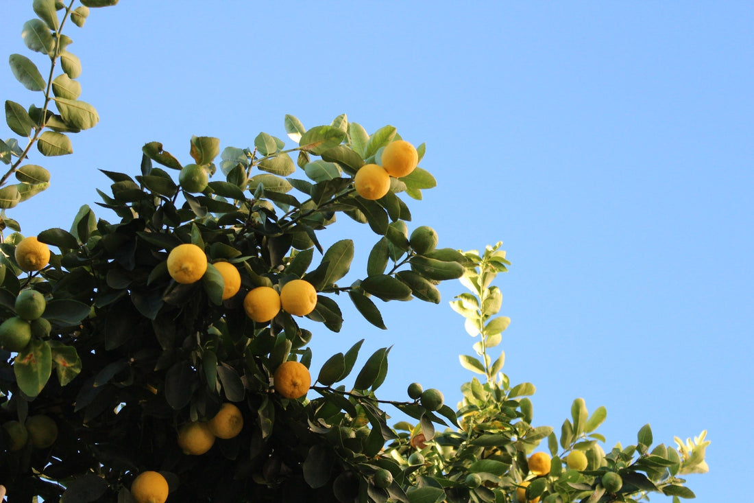 How to Grow Citrus Trees like Lemons, Limes and Oranges Indoors in Cold Climates Like Canada