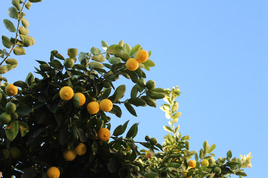 How to Grow Citrus Trees like Lemons, Limes and Oranges Indoors in Cold Climates Like Canada