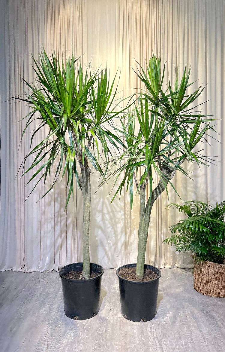 Dracaena Special Collection