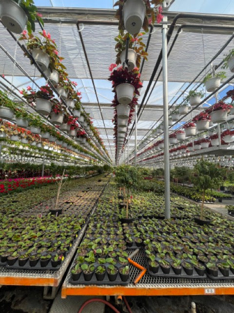 Nursery: Valleyview Gardens