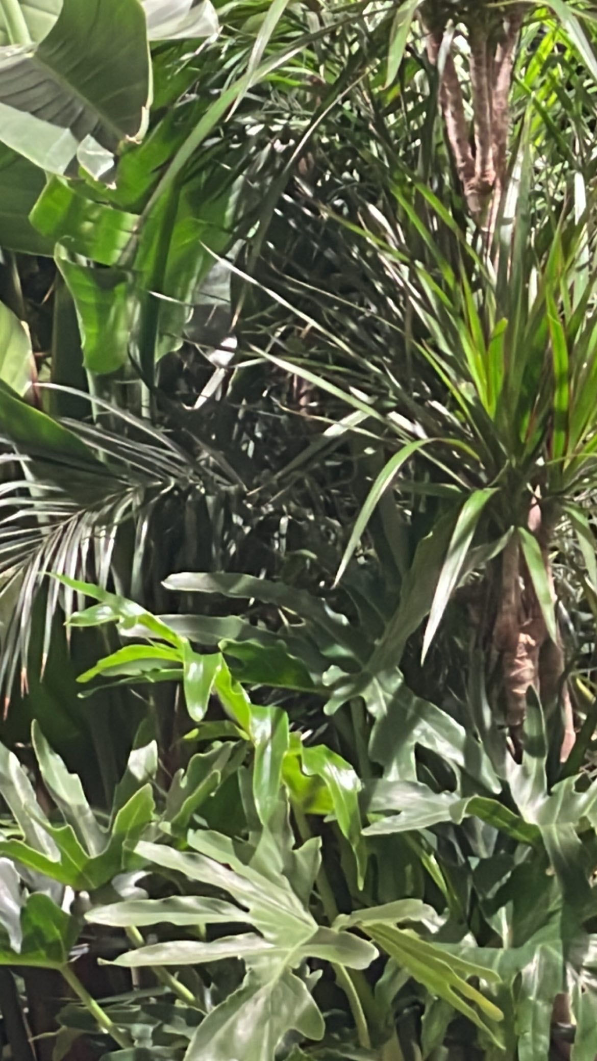 Kat's Apartment Plant