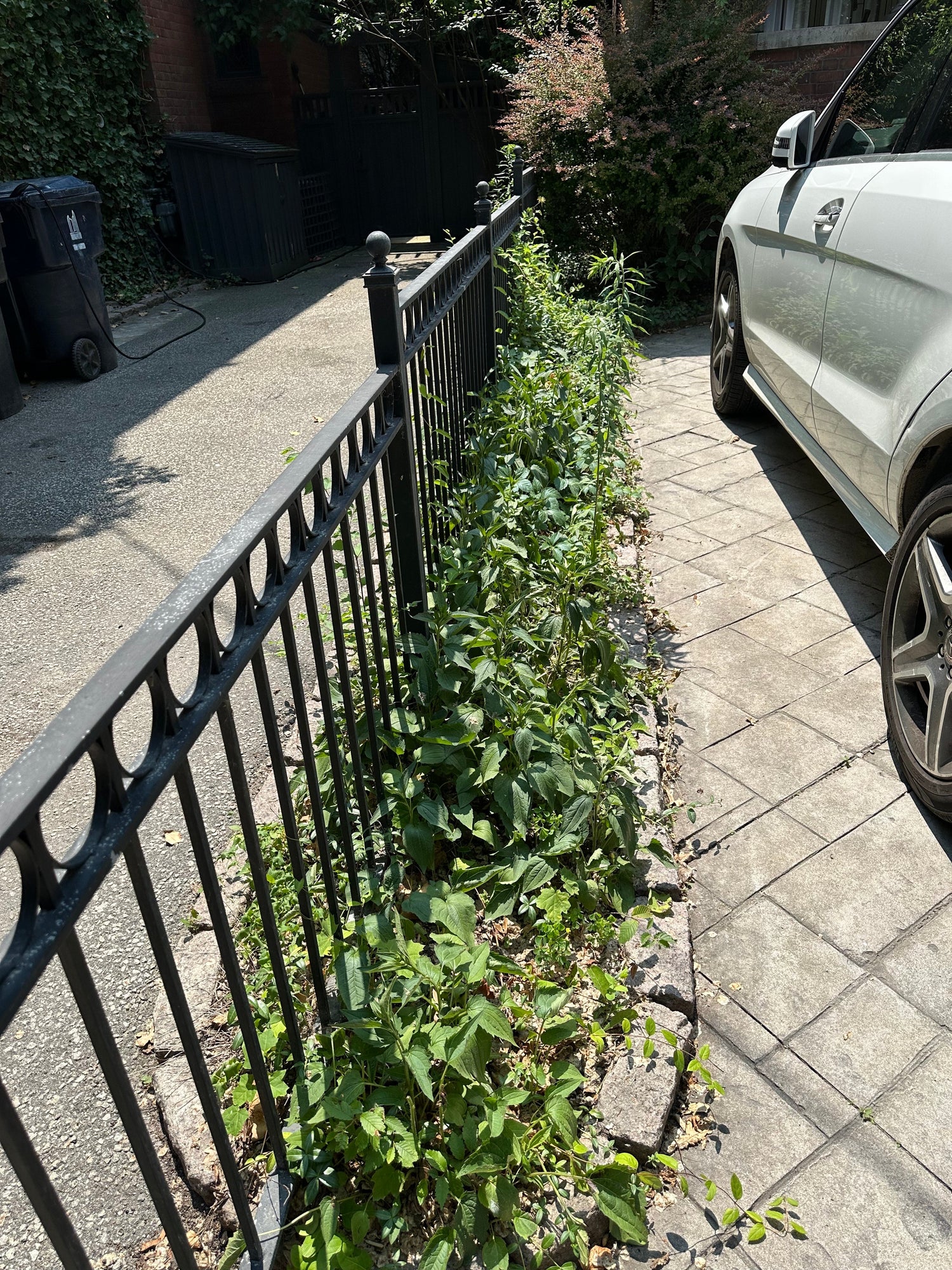 Client Quoting: Alice Choi Driveway Garden