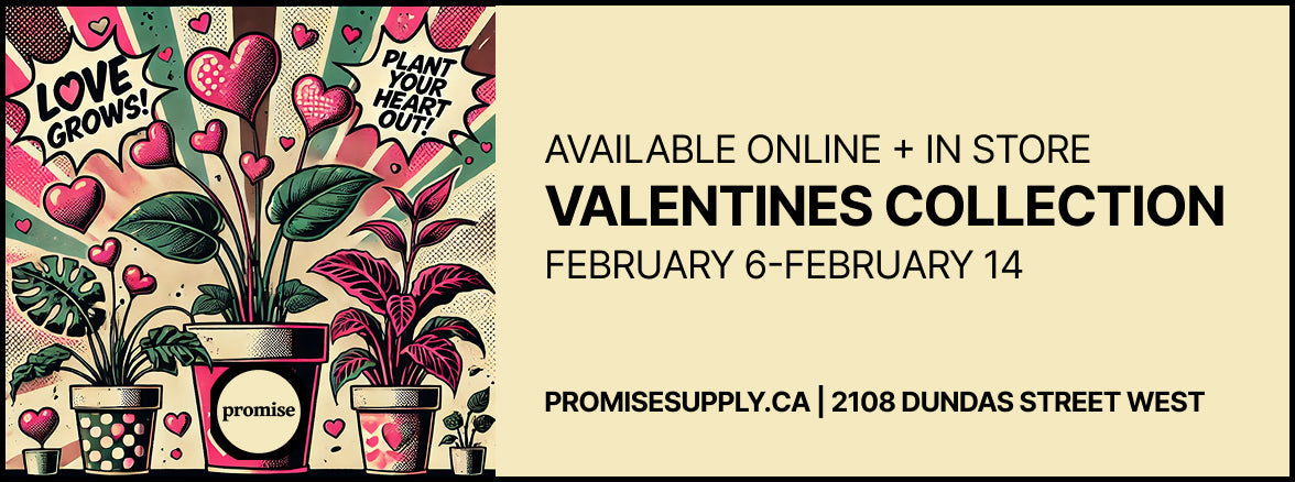 Valentines Day: Give a gift that keeps on growing.