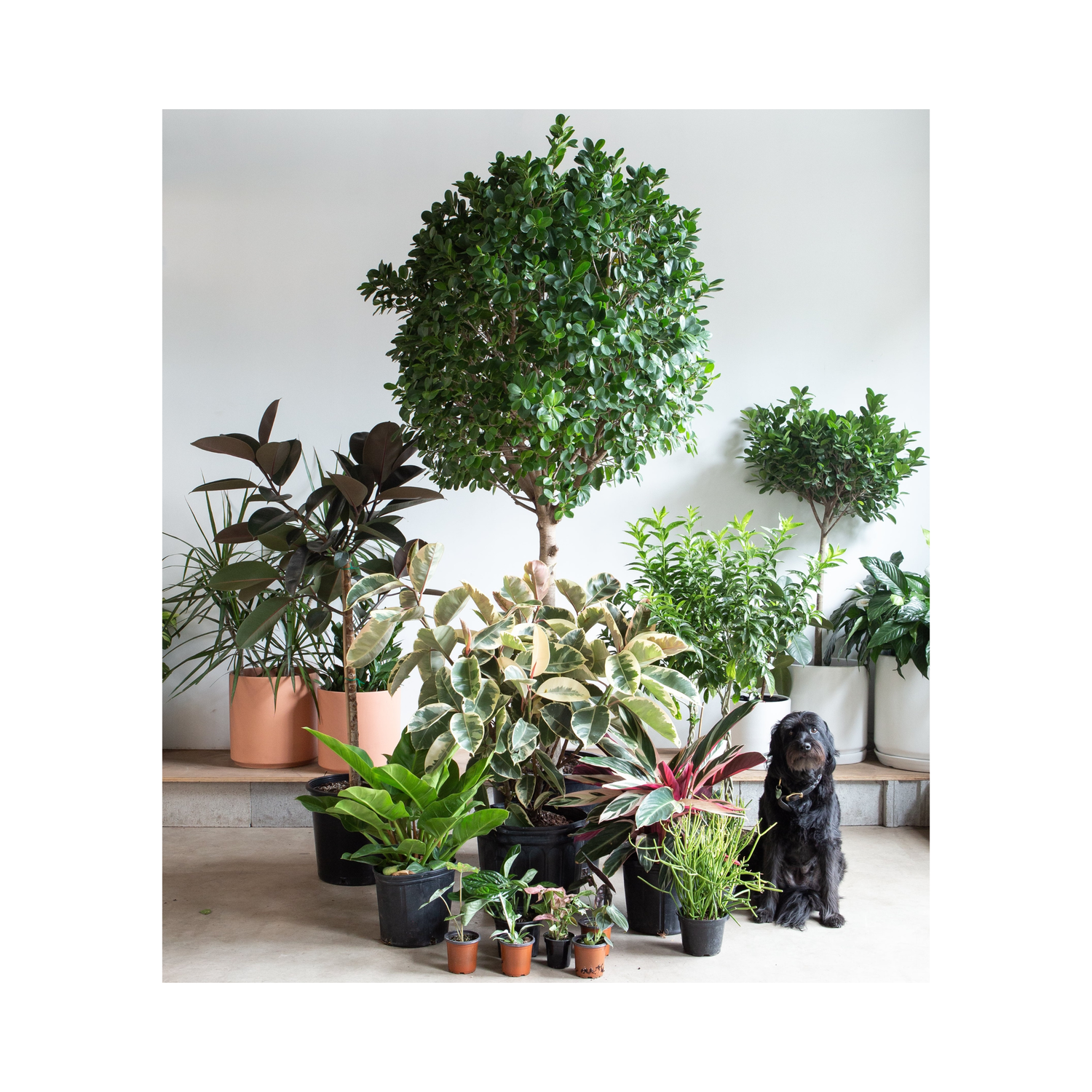 Assortment of potted Tropical plants - available for Pickup or Delivery in Toronto at Promise Supply