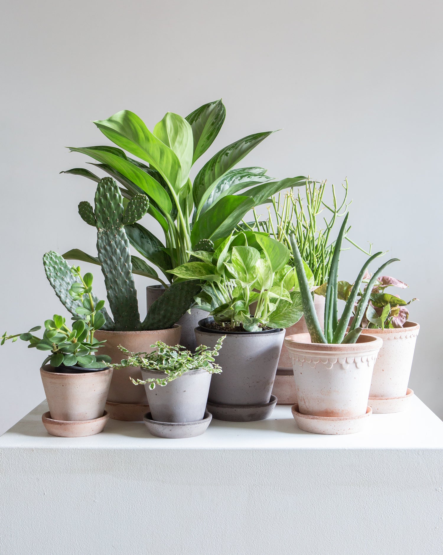 Berg's Potter Planters