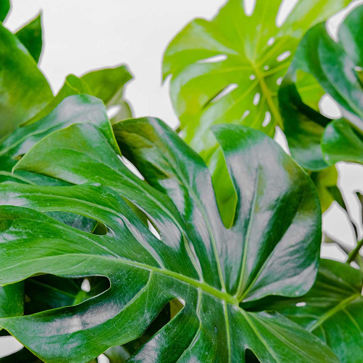 Plants: Air Purifying Plants