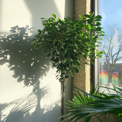 Ficus Moclame: Ficus microcarpa - 14 inch pot - 4.5-6 foot tall