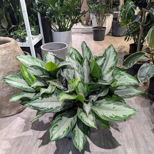 Silver Bay Chinese Evergreen: Aglaonema - 14 inch pot - 2-3 foot tall
