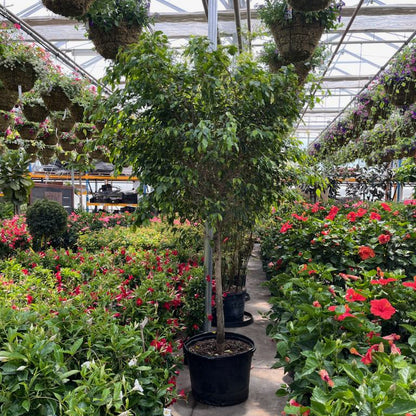 Weeping Fig Tree: Ficus benjamina - 21 inch pot - 7+ foot tall — indoor plant for sale by Promise Supply for delivery and pickup in Toronto.