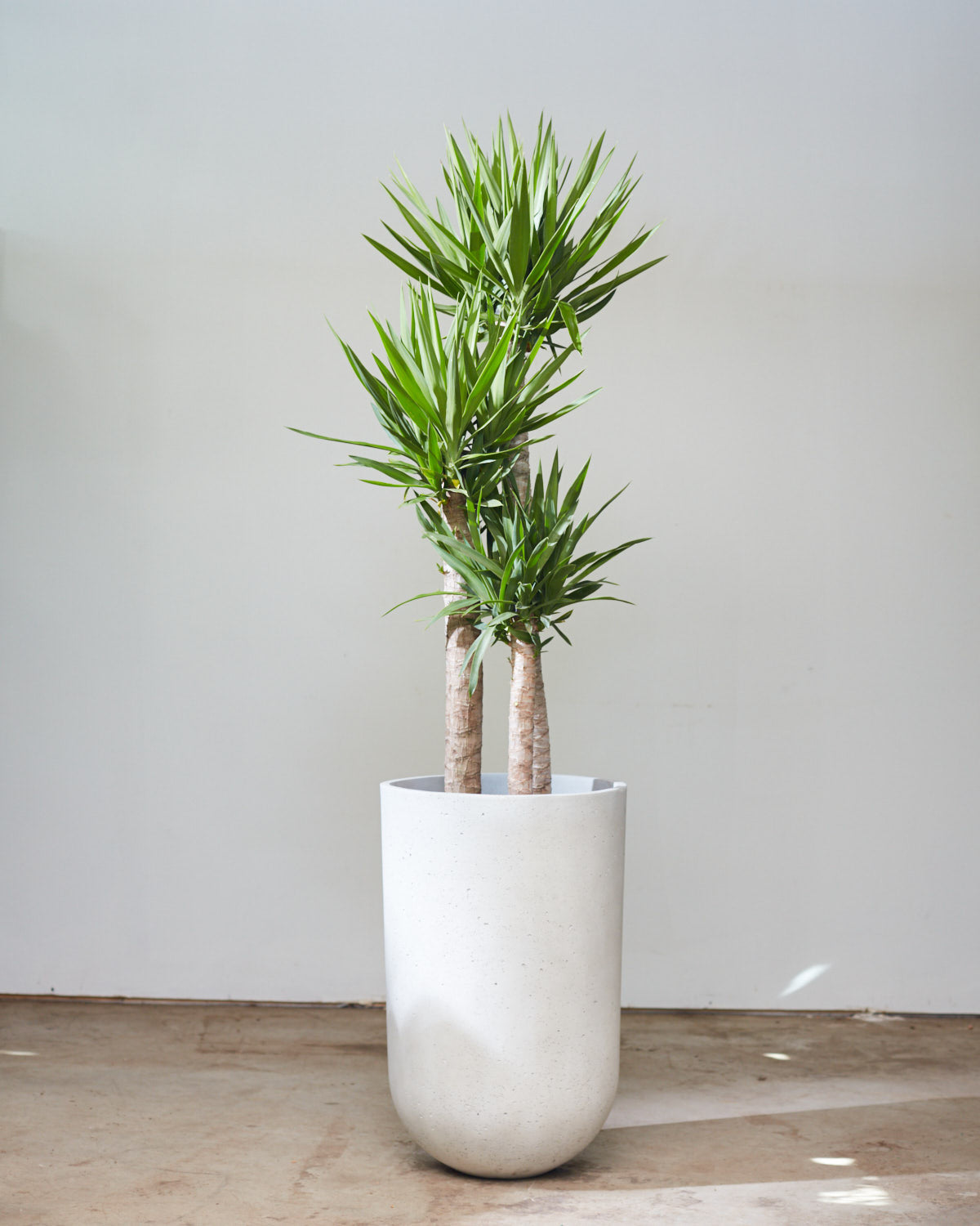 Yucca Staggered Cane: Yucca gigantea - 14 inch pot - 5-6 foot tall — indoor plant — indoor plant for sale by Promise Supply for delivery and pickup in Toronto.