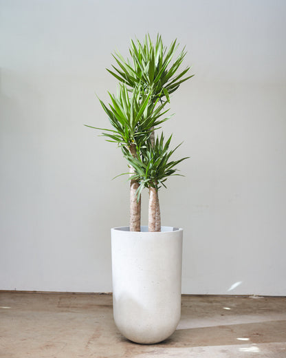 Yucca Staggered Cane: Yucca gigantea - 14 inch pot - 5-6 foot tall — indoor plant — indoor plant for sale by Promise Supply for delivery and pickup in Toronto.