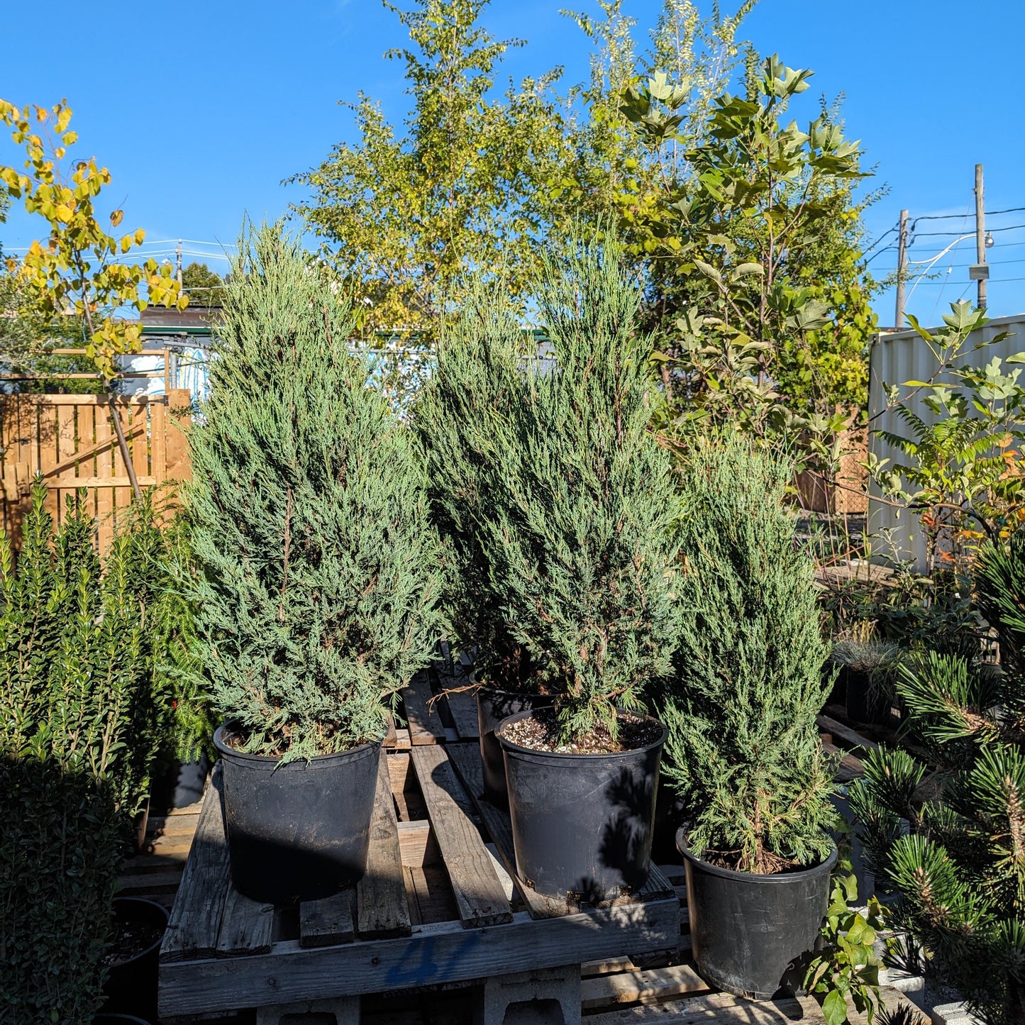 Rocky Mountain Juniper: Juniperus scopulorum 'Skyrocket' - 7GAL Pot - 3-4 Foot Tall