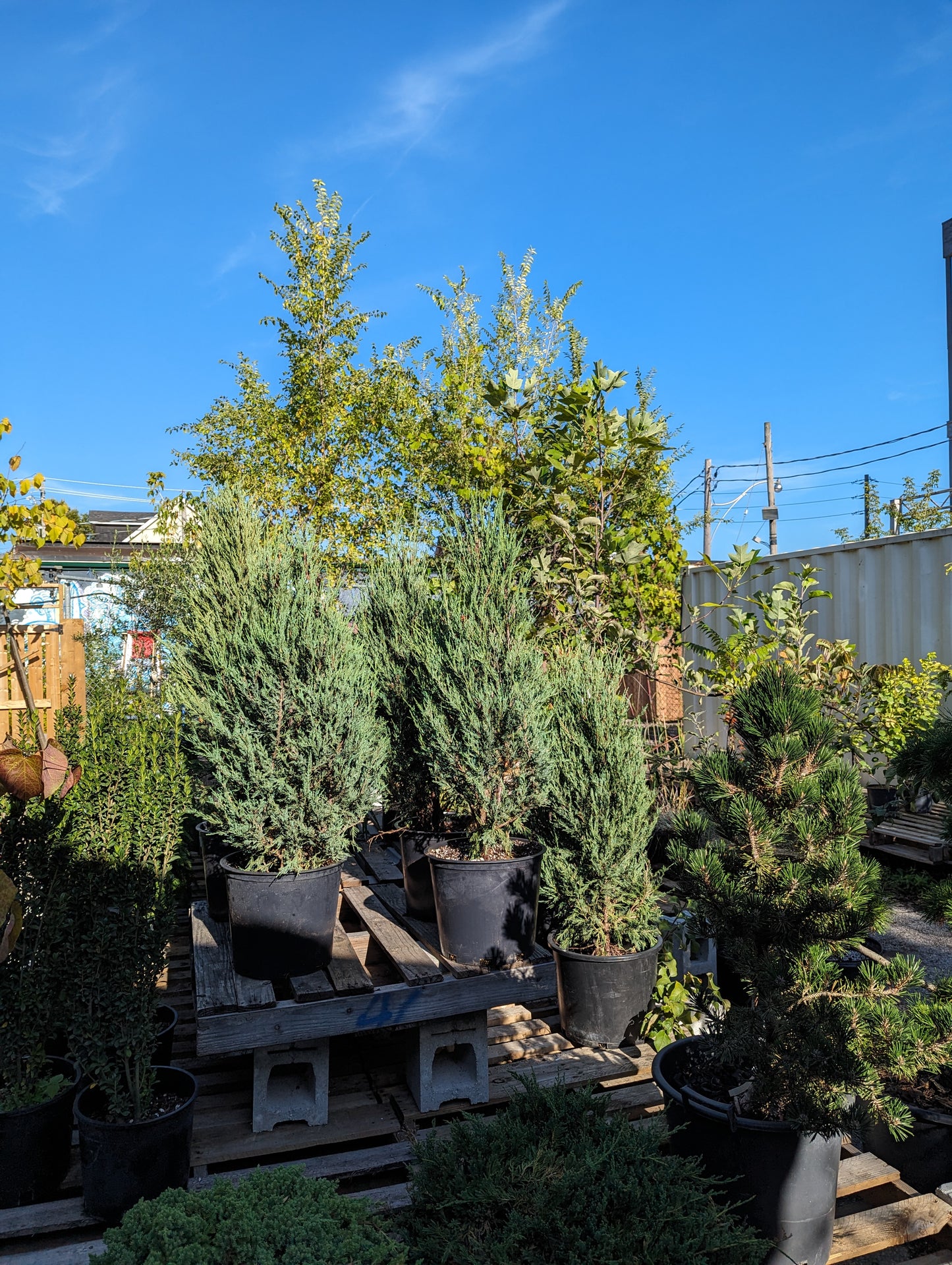 Rocky Mountain Juniper: Juniperus scopulorum 'Skyrocket' - 7GAL Pot - 3-4 Foot Tall