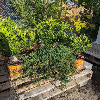 Creeping Juniper: Juniperus horizontalis - 2-3GAL Pot