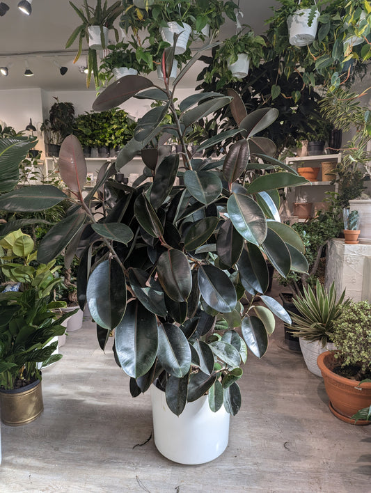 Burgundy Rubber Bush Specimen: Ficus elastica - 14 inch pot - 6 foot tall