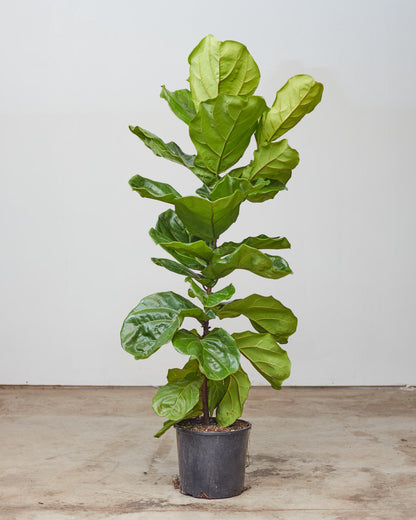 Fiddle Leaf Fig Column: Ficus lyrata - 12 inch pot - 5.5-6 foot tall