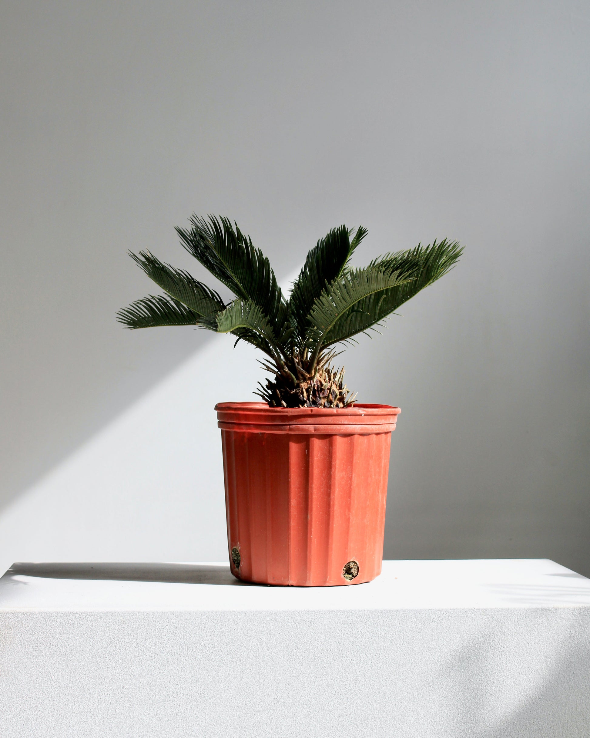 sago palm indoor plant Sago Palm: Cycas Revoluta - 10" Pot