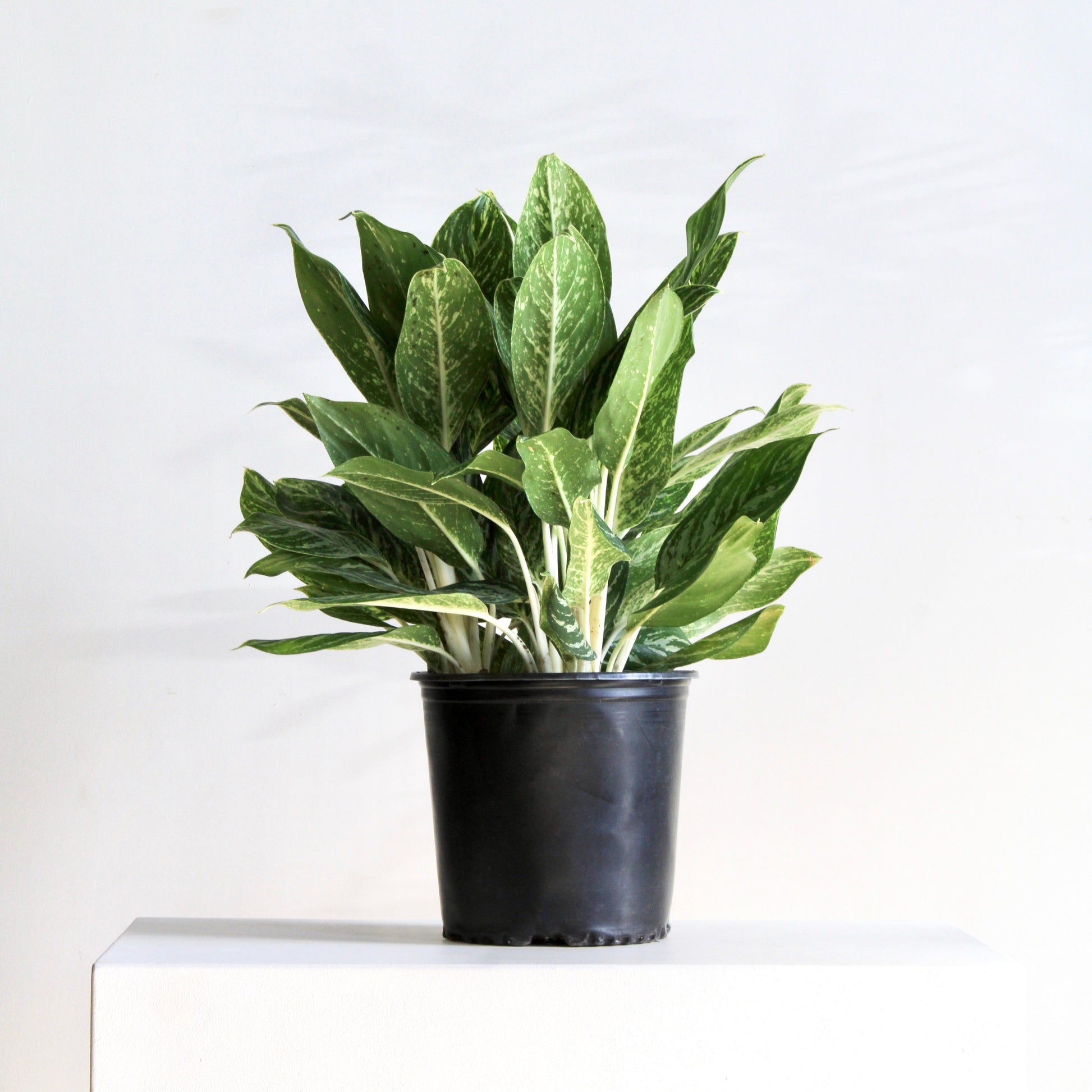 Golden Madonna Chinese Evergreen: Aglaonema - 8 inch pot — indoor plant — indoor plant for sale by Promise Supply for delivery and pickup in Toronto.