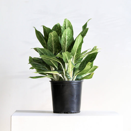Golden Madonna Chinese Evergreen: Aglaonema - 8 inch pot — indoor plant — indoor plant for sale by Promise Supply for delivery and pickup in Toronto.