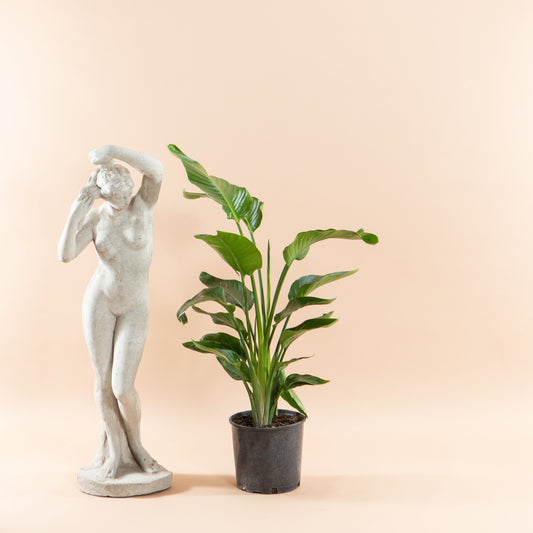 White Bird of Paradise: Strelitzia nicolai - 10 inch pot - 3-6 foot tall